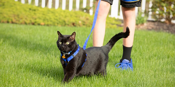 Walking Your Cat on Leash… and Doing it Safely, Learn How To Leash Train  Your Cat