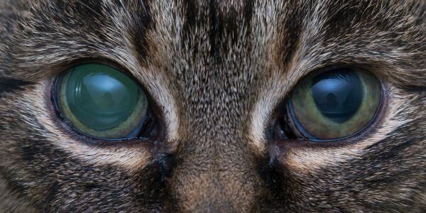 cat with glaucoma