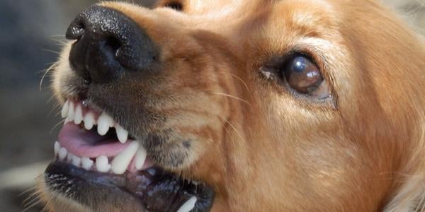 are dogs genetically aggressive