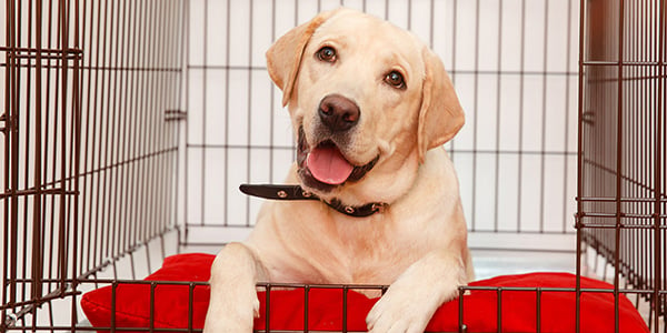 Dog Training Toy/Dog Training Aid, Dog Crate Toy Training Tool for