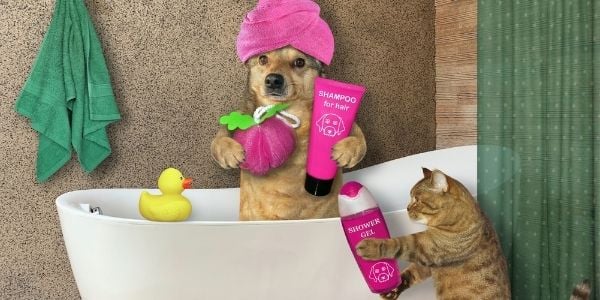 Why I Buy Dog Toys For My Cats