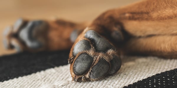 How to Properly Care for Your Dog's Paw Pads