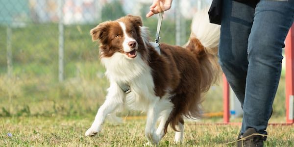 Teach Your DOG to HEEL BETWEEN Your Legs - Dog Training Made Easy