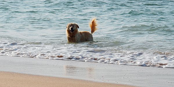 should i let my dog swim in the ocean