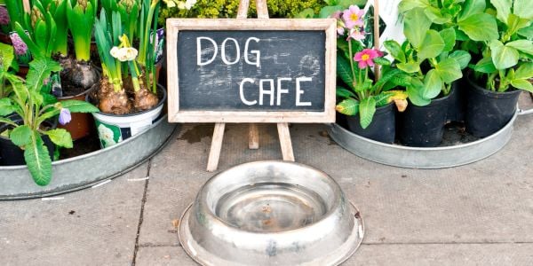 Could Your Dog's Water Bowl Make Him Sick? Here's What You Need To Know