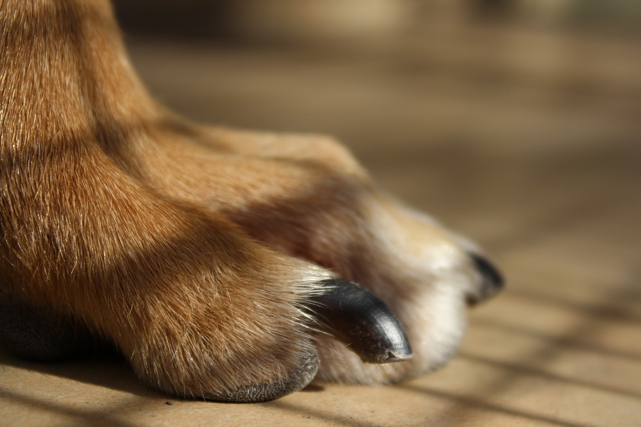 how to trim dog nails that are too long
