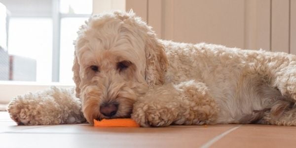 Root Vegetables for Dogs: Can Dogs Eat Beets? – The Native Pet