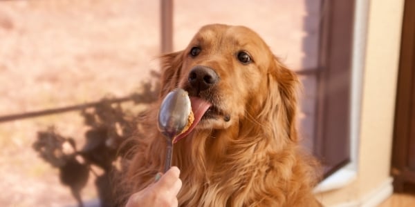 What Kind Of Peanut Butter Is Safe For Dogs