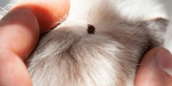 what does it look like if a dog has a tick
