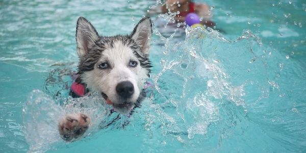 can drinking pool water hurt a dog