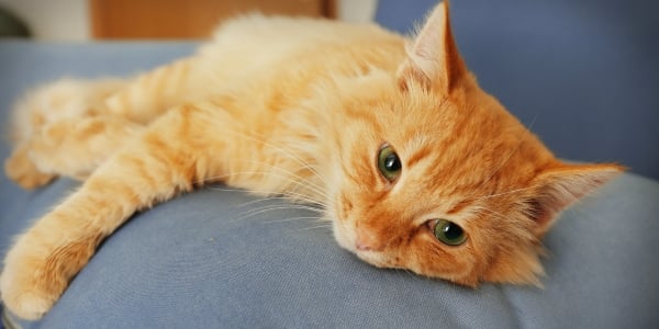 Fatty Liver Disease: How to Protect Your Cat | Preventive Vet