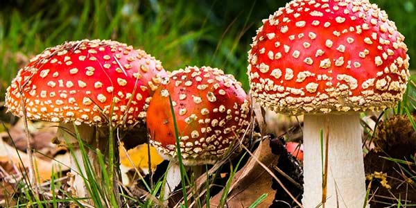 are lawn mushrooms dangerous for dogs