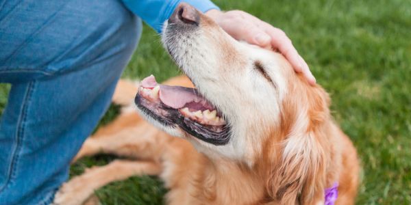 10 Must-Have Products for Senior Dogs – Shed Happens