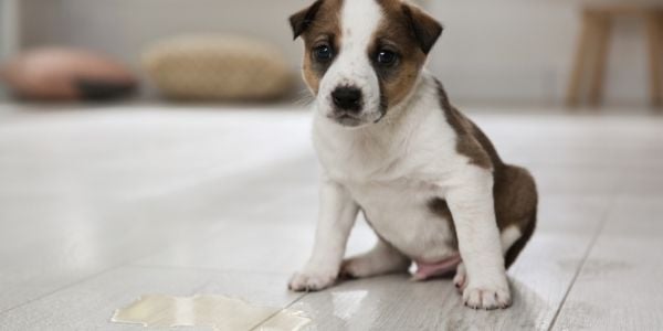 Pet Poop Training Dog Toilet Behavior Aids Cleaning Dog Toilet