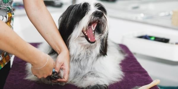 How to Handle Aggression in Dogs During Nail Clippings
