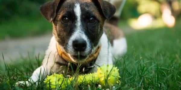 is lime in yard safe for dogs