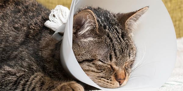 All Purpose Cat Feeding Bowl Mat Non-slip Food Placement Kitten Water Dish  Pad