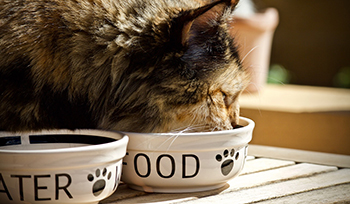 cat all wet food diet