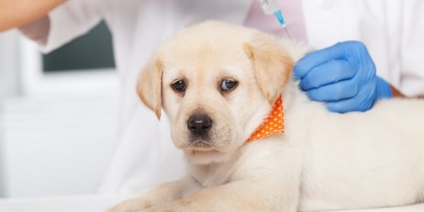 Puppy Shots Vaccines Your Puppy Needs And When