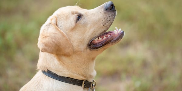 are leather collars safe for dogs